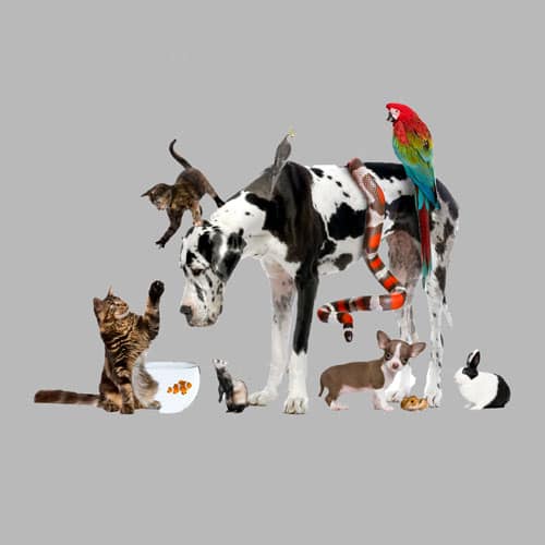 Studio-shot-of-large-group-of-different-pets-106396236_4240x3000