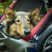 dog carriage
