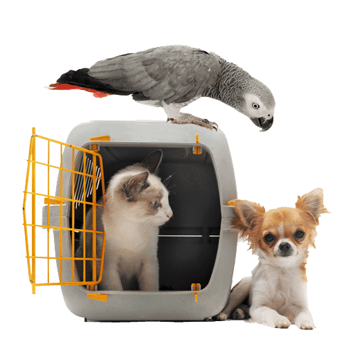 kitten-in-pet-carrier-parrot-and-chihuahua-155347808_3079x3079-1