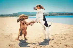 dogspacking