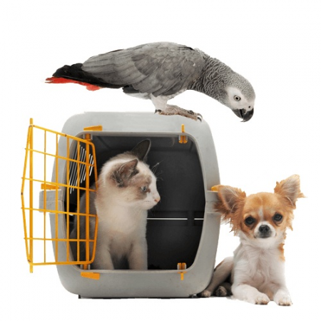 pet cage small